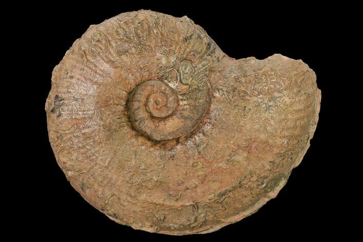 Toarcian Ammonite (Esericeras) Fossil - France #152752